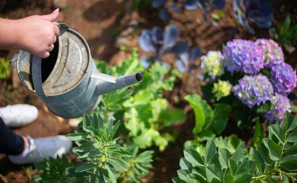 watering plants