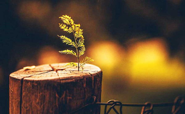 a growth out of a stump from a cut tree