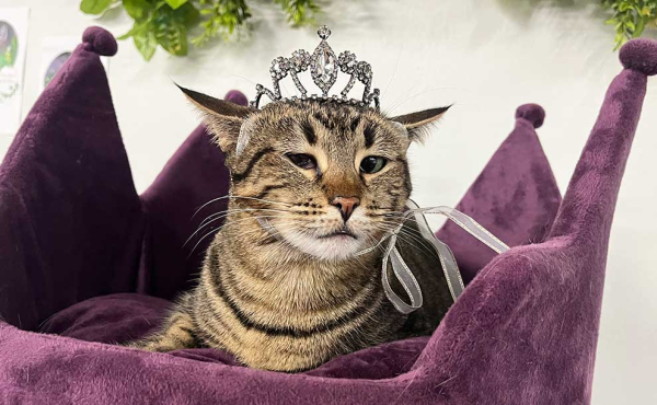 a cat with a crown