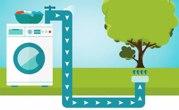 A photo showing laundry water going to water a tree