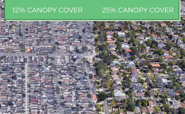 a photo of cities with and without trees