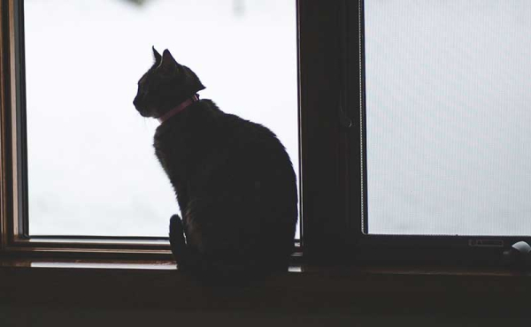 A cat by a window
