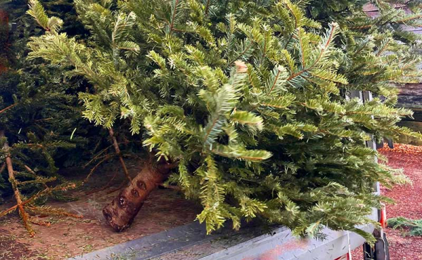 a tree in a garbage truck