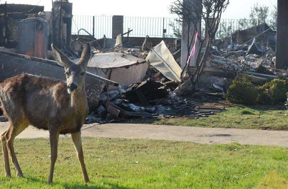 a deer grazing next to a house burned by fire