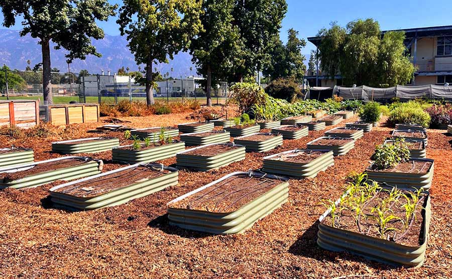 raised vegetables beds