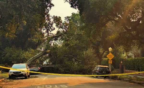 a tree blocking a street