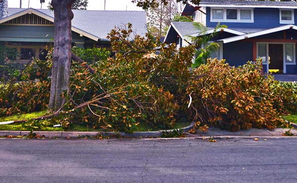 a tree branch on a sidewalk