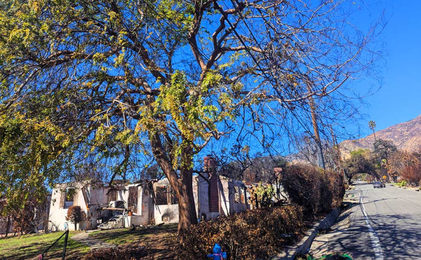 a tree in front of a destroyed property