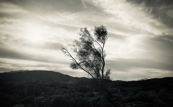a tree in the wind