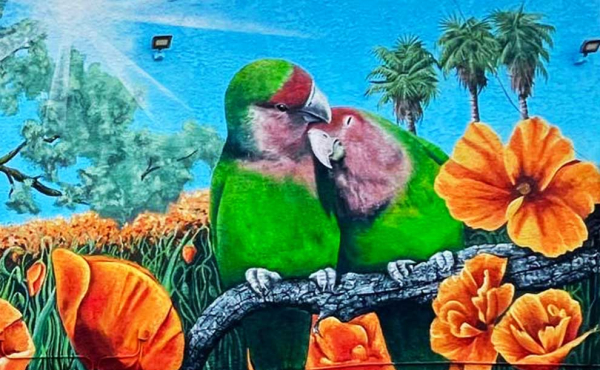 mural of two parrots cuddling
