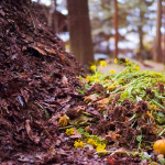 San Marino Compost Giveaway and Document Shredding