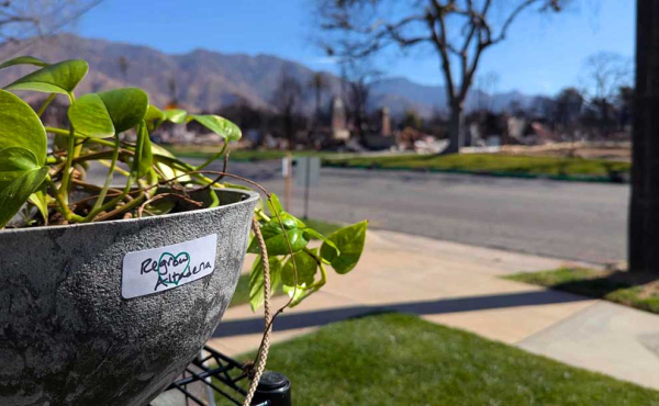 a plant next to burned down house