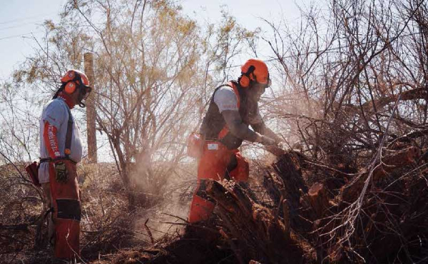 workers removing brushes