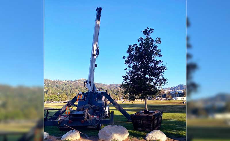 a crane next to a boxed tree