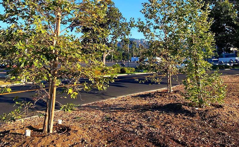 trees planted close to each other