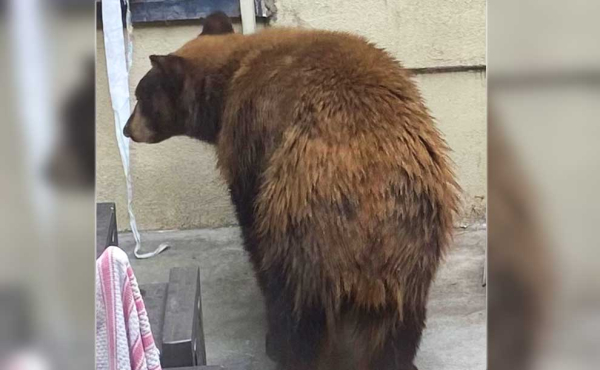 a teenage bear