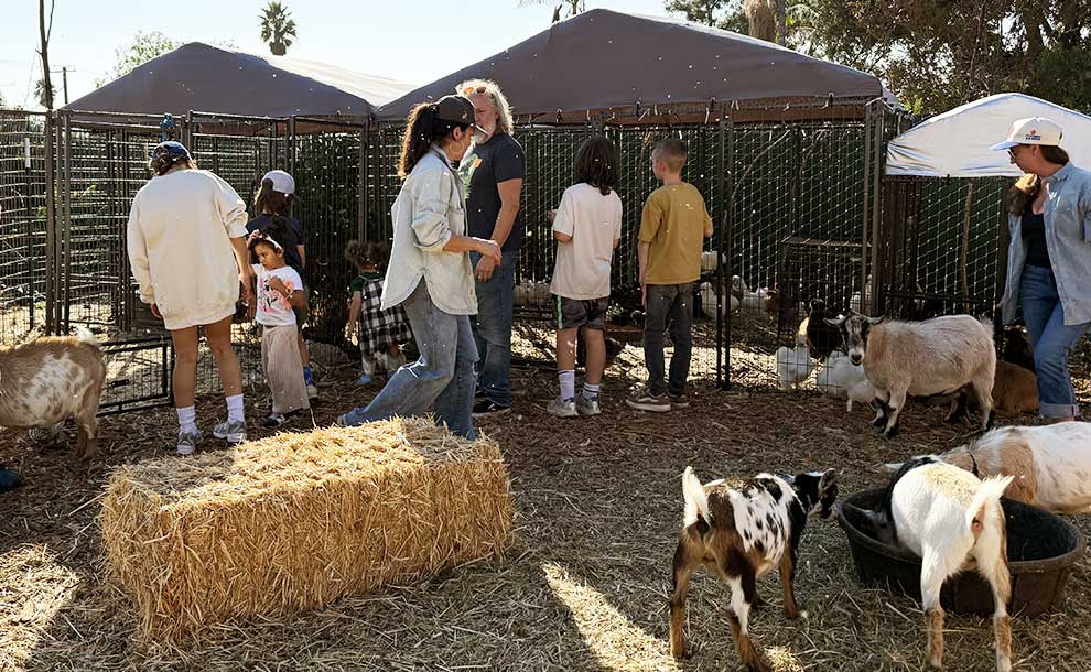 people at a petting zoo