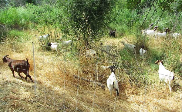 goats in an arroyo