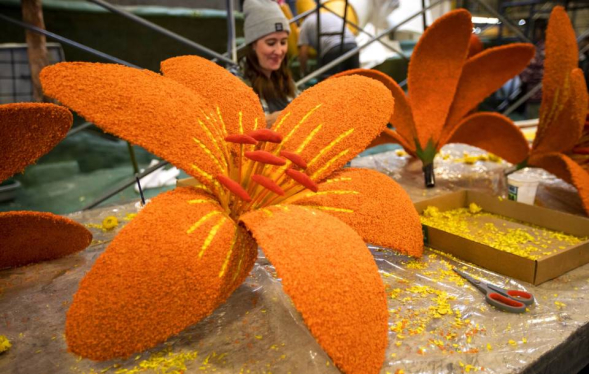 Volunteer with a human-sized orange flower