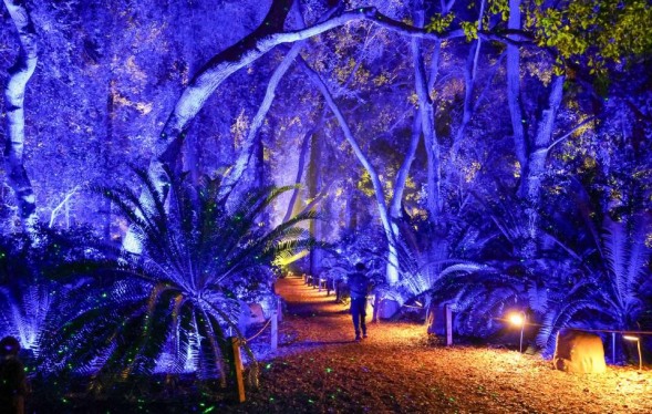A lone garden guest walks under towering trees lit purple