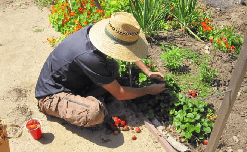 a man picking fruit