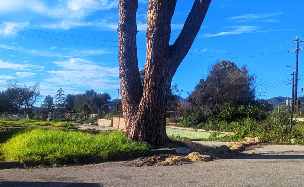 a tree stump and an empty lot