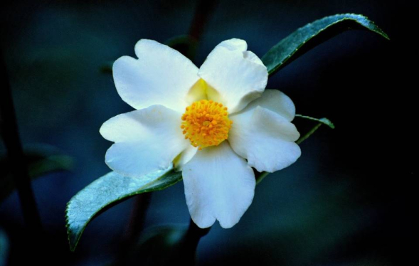 camellia flower of white petals with bright yellow center and blueish leaves