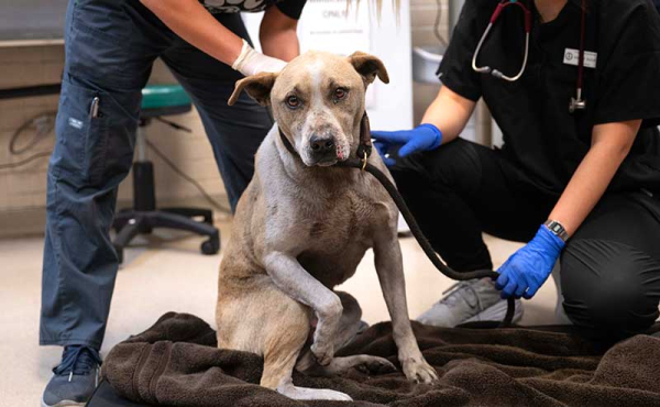 a dog at the shelter