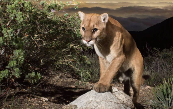 mountain lion with front paws over a rock at night in the foothills