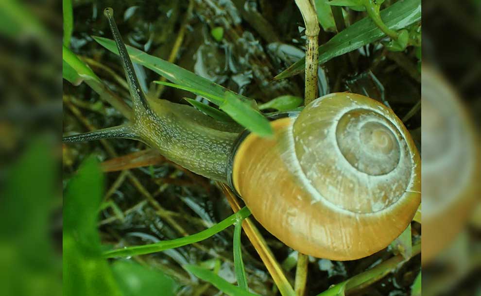 snail