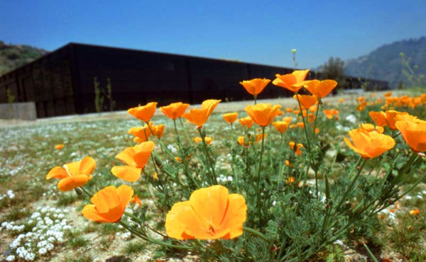 poppies in a field