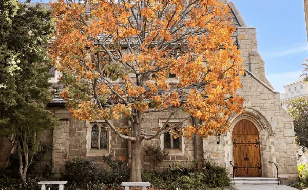 a church with a tree in front of it