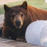 Pasadena Lawmaker Calls for Transparency After Euthanization of Monrovia Bear