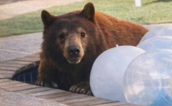 a bear in a swimming pool