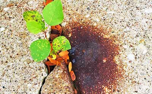 plant out of sidewalk